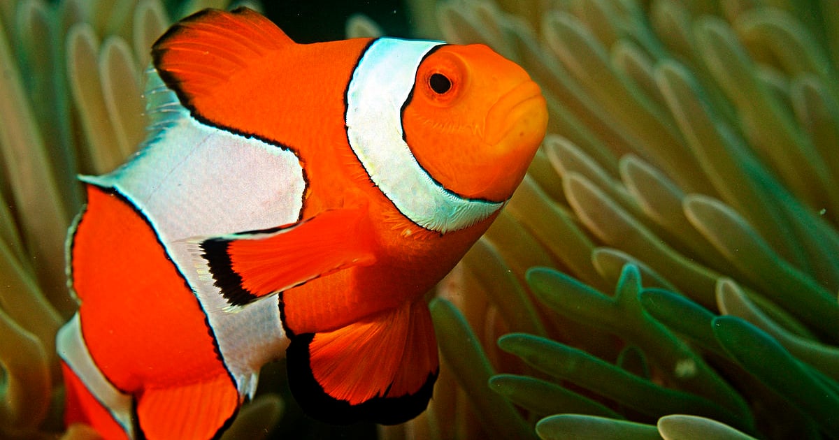 Youth Girls SeaLife Trip