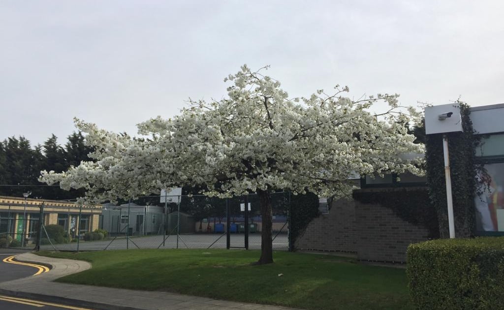 Dún Laoghaire-Rathdown Updates: Blackrock Guards Assistance, Scam warning, hot meals support, contact tracing