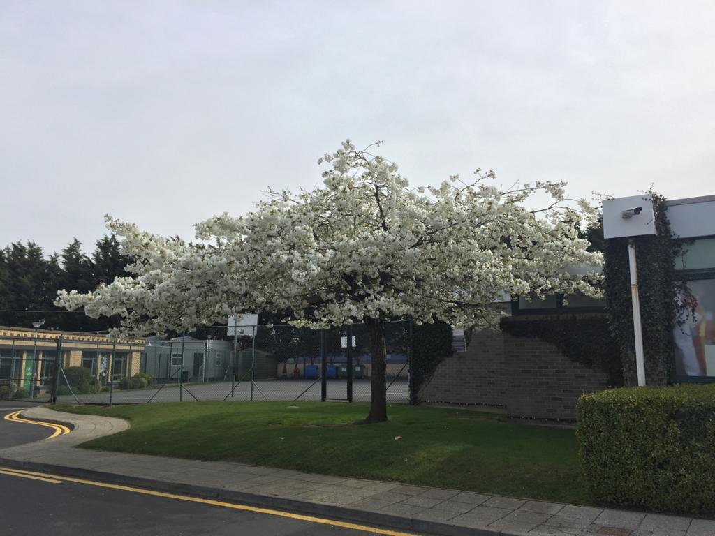 Dún Laoghaire-Rathdown Updates: Blackrock Guards Assistance, Scam warning, hot meals support, contact tracing