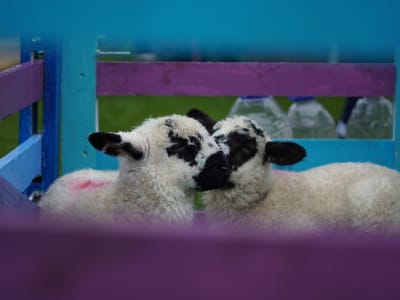 Update: Multi Cultural Day 2023 - Gallery image