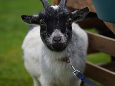 Update: Multi Cultural Day 2023 - Gallery image