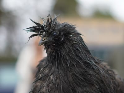 Update: Multi Cultural Day 2023 - Gallery image