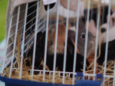 Update: Multi Cultural Day 2023 - Gallery image