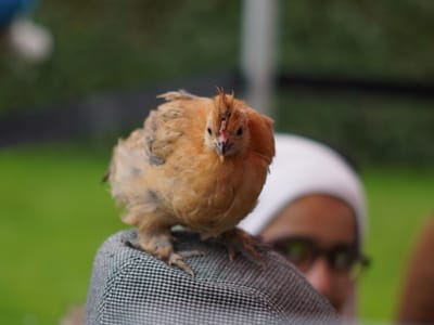 Update: Multi Cultural Day 2023 - Gallery image