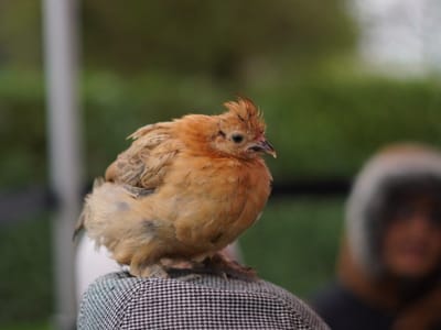 Update: Multi Cultural Day 2023 - Gallery image