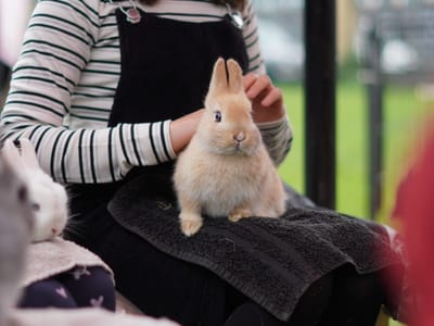 Update: Multi Cultural Day 2023 - Gallery image